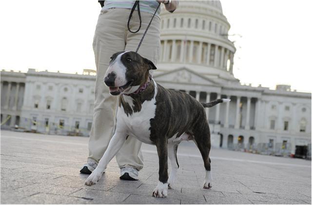 Complete guide to traveling with your dog