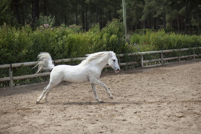 How to ensure your horse completes a full recovery after a workout or mild injury