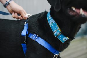 Unique and Stylish Fabric Dog Collars