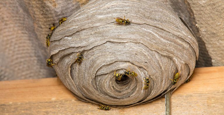 Wasp, features and how to avoid wasps