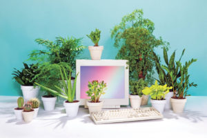desk plants