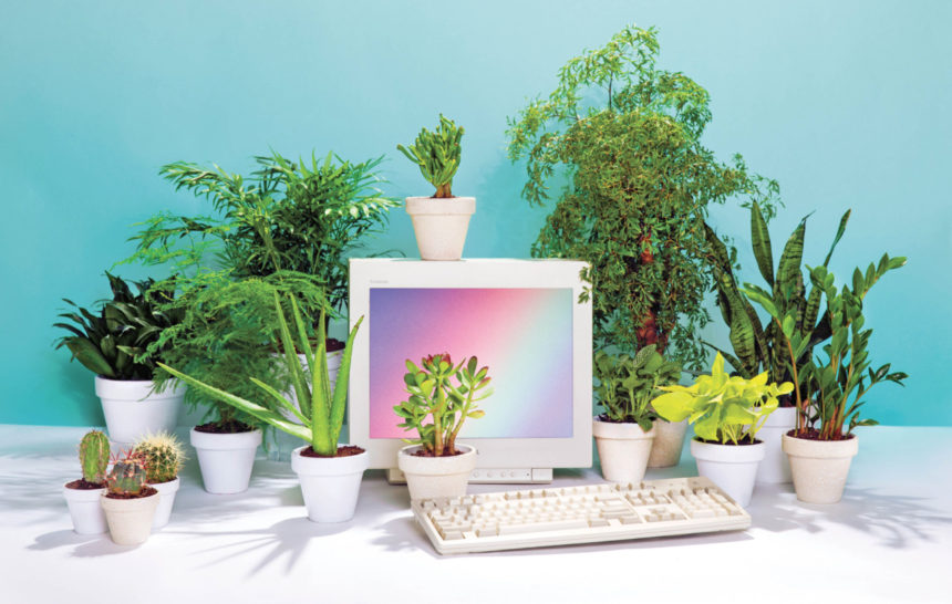 desk plants