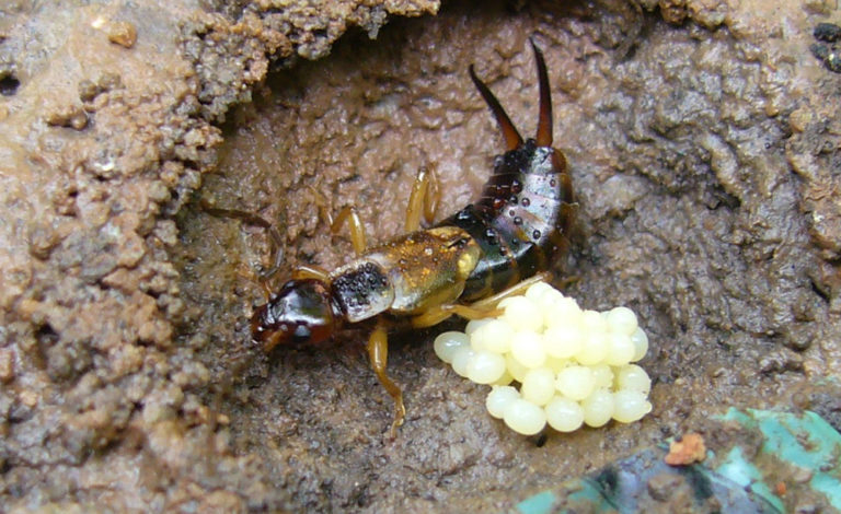 5 Earwig Facts You Didnt Know