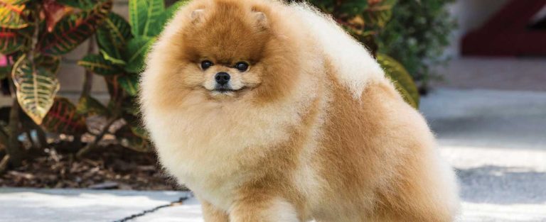 Great Ideas About Dogs That Anyone Can Use