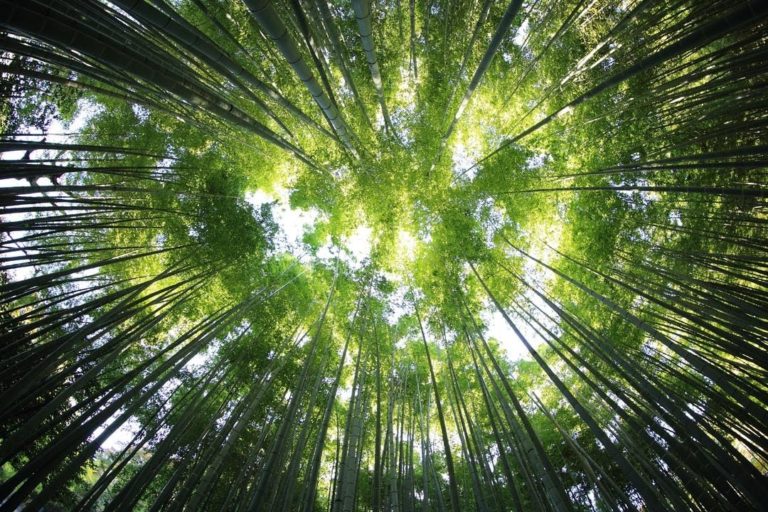 Understanding Random Forest Machine Learning
