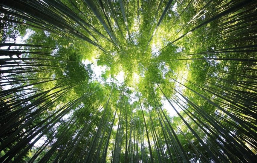 Understanding Random Forest Machine Learning
